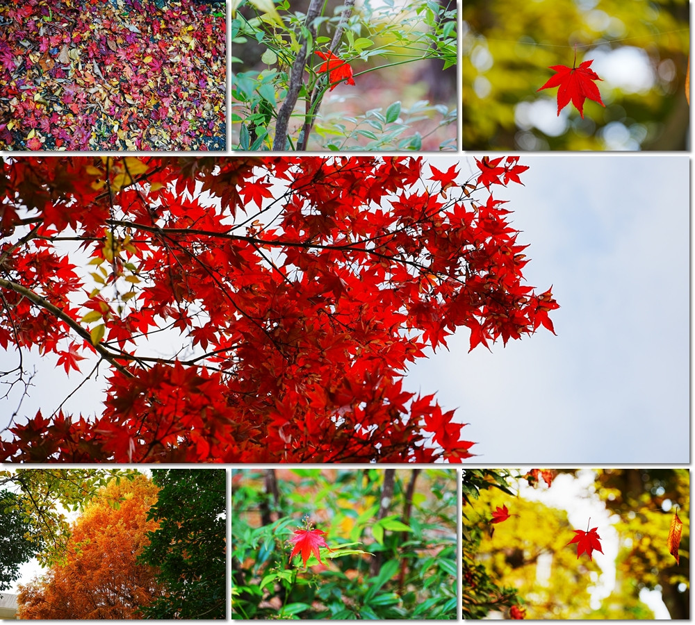 1126　校内風景５